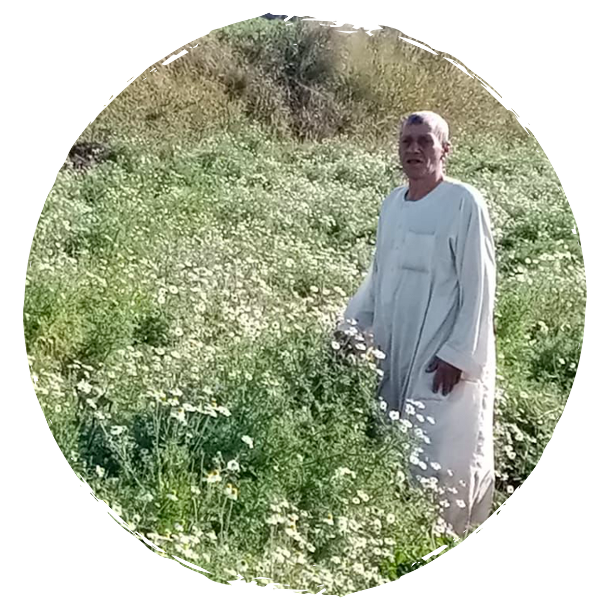 Saad Ashrey